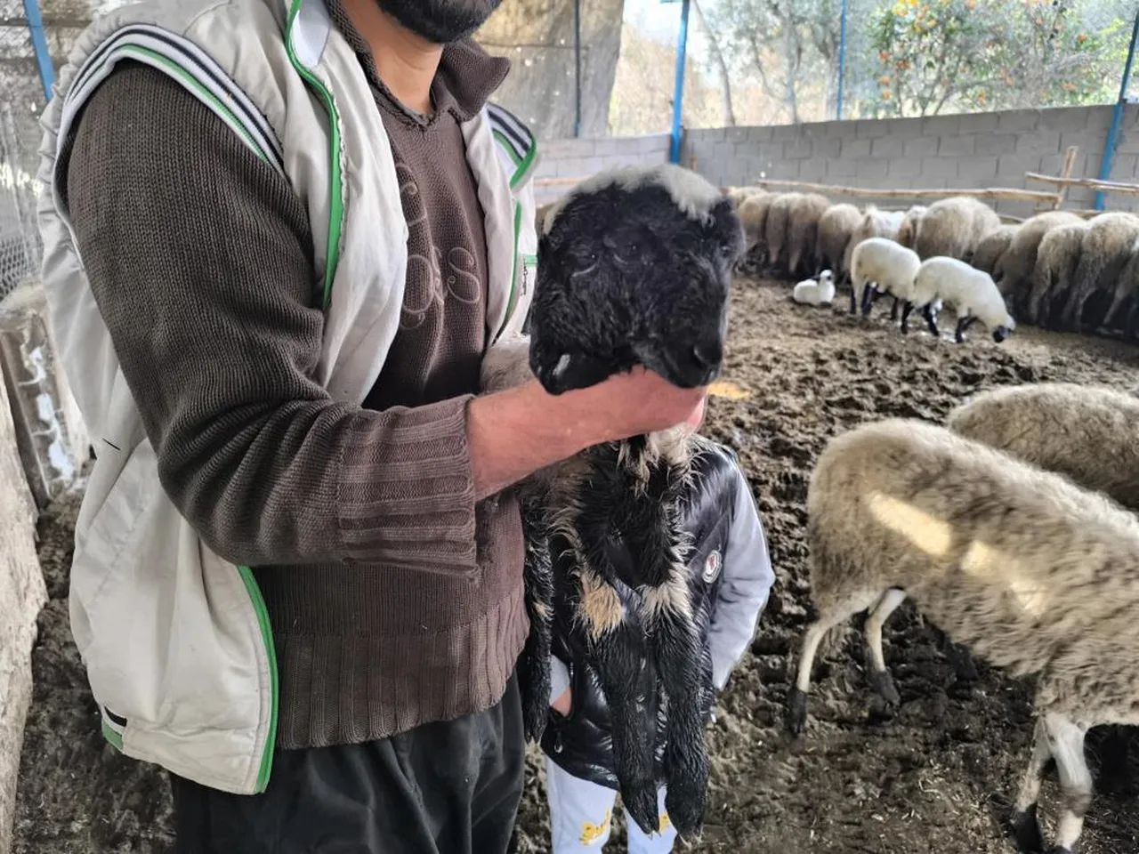 2 ağzı, 4 gözü var... Çift başlı kuzu hayata tutundu