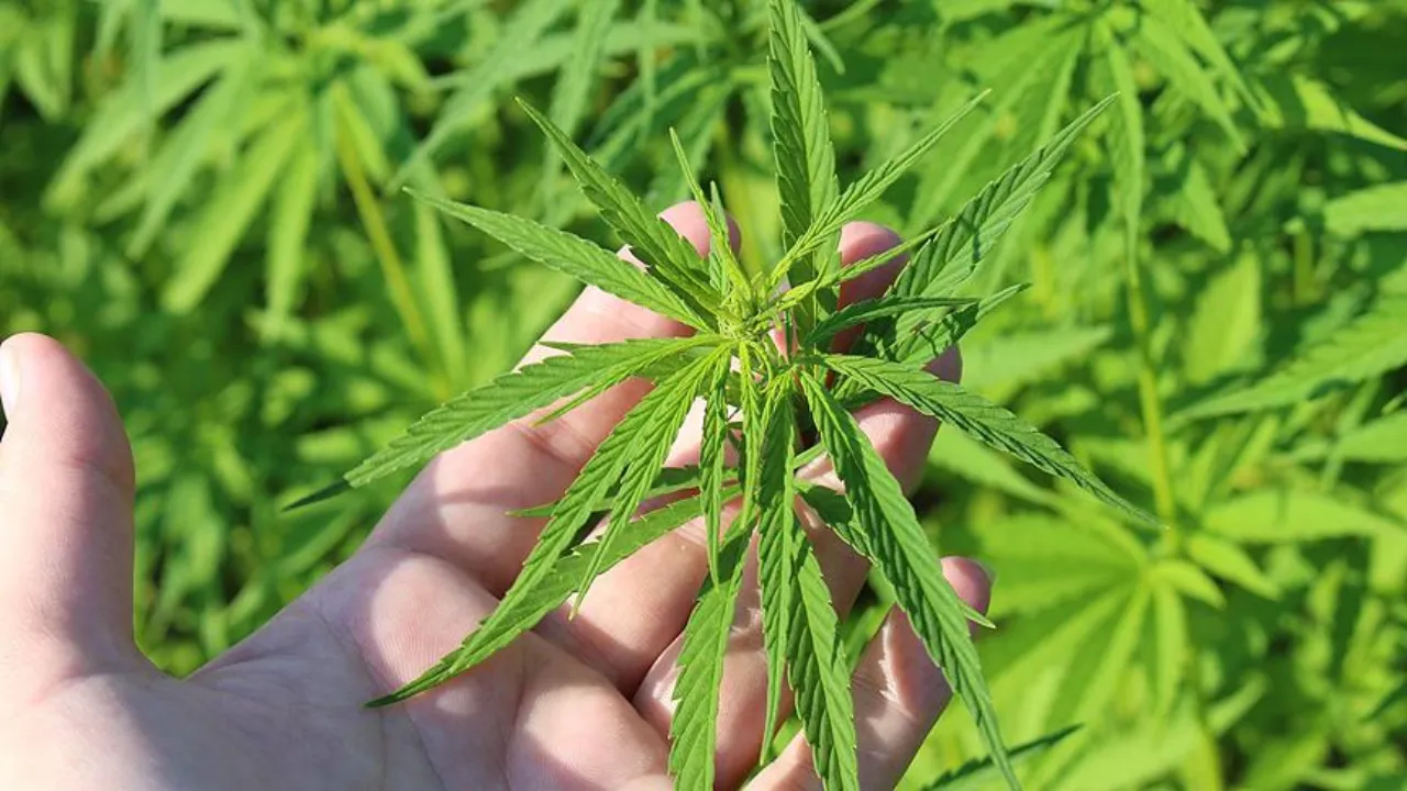 21 kentte yetiştirilebilecek! Elde edilen ürünler sadece eczanelerde satılacak