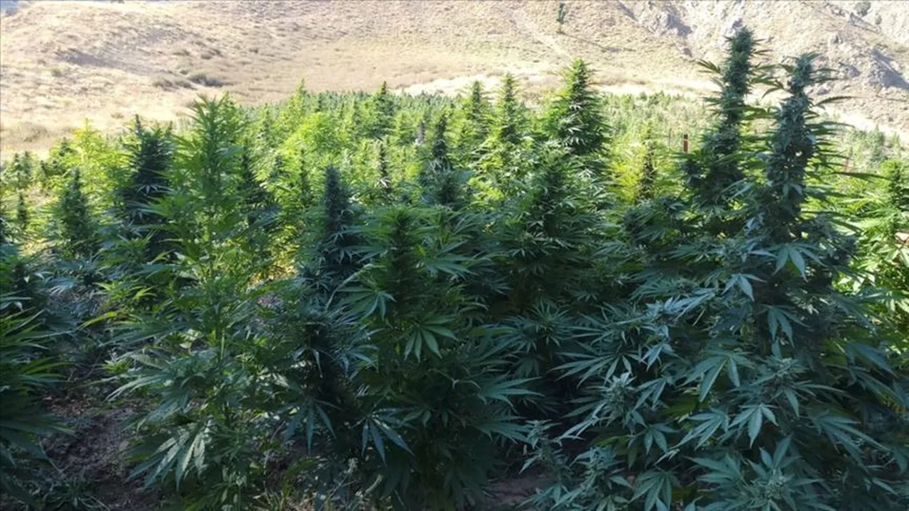 21 kentte yetiştirilebilecek! Elde edilen ürünler sadece eczanelerde satılacak