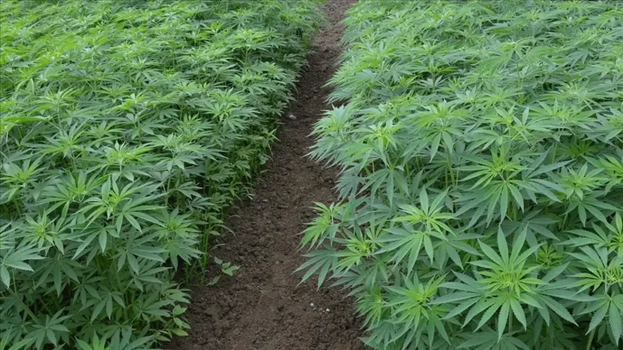 21 kentte yetiştirilebilecek! Elde edilen ürünler sadece eczanelerde satılacak