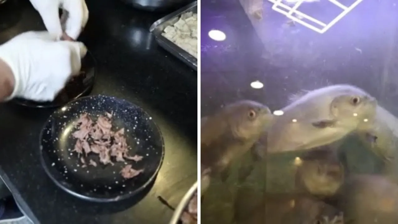 Günde 3 porsiyon kelle paça yiyorlar! 12 yıldır pirana besliyor