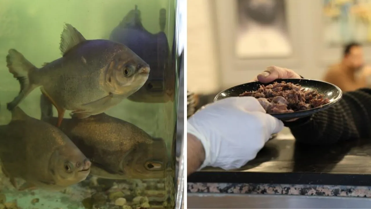 Günde 3 porsiyon kelle paça yiyorlar! 12 yıldır pirana besliyor