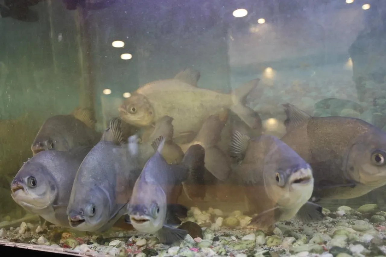 Günde 3 porsiyon kelle paça yiyorlar! 12 yıldır pirana besliyor