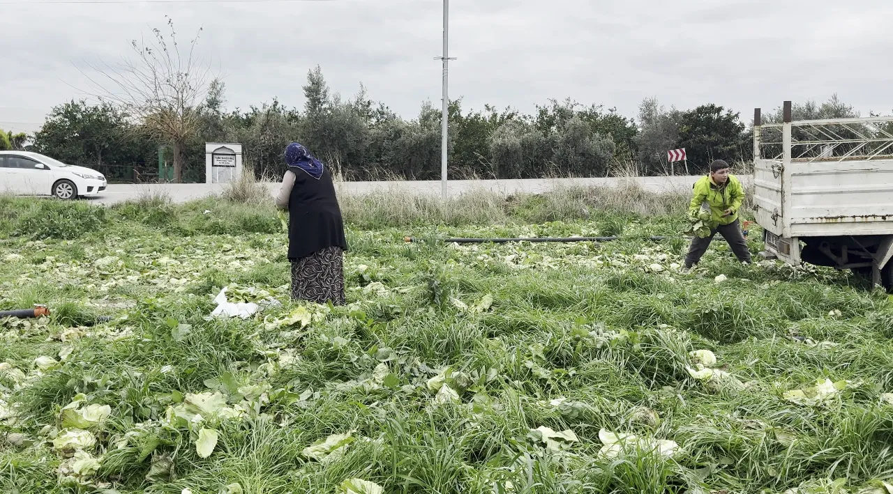 Marul para etmedi, çiftçi bedavaya dağıttı