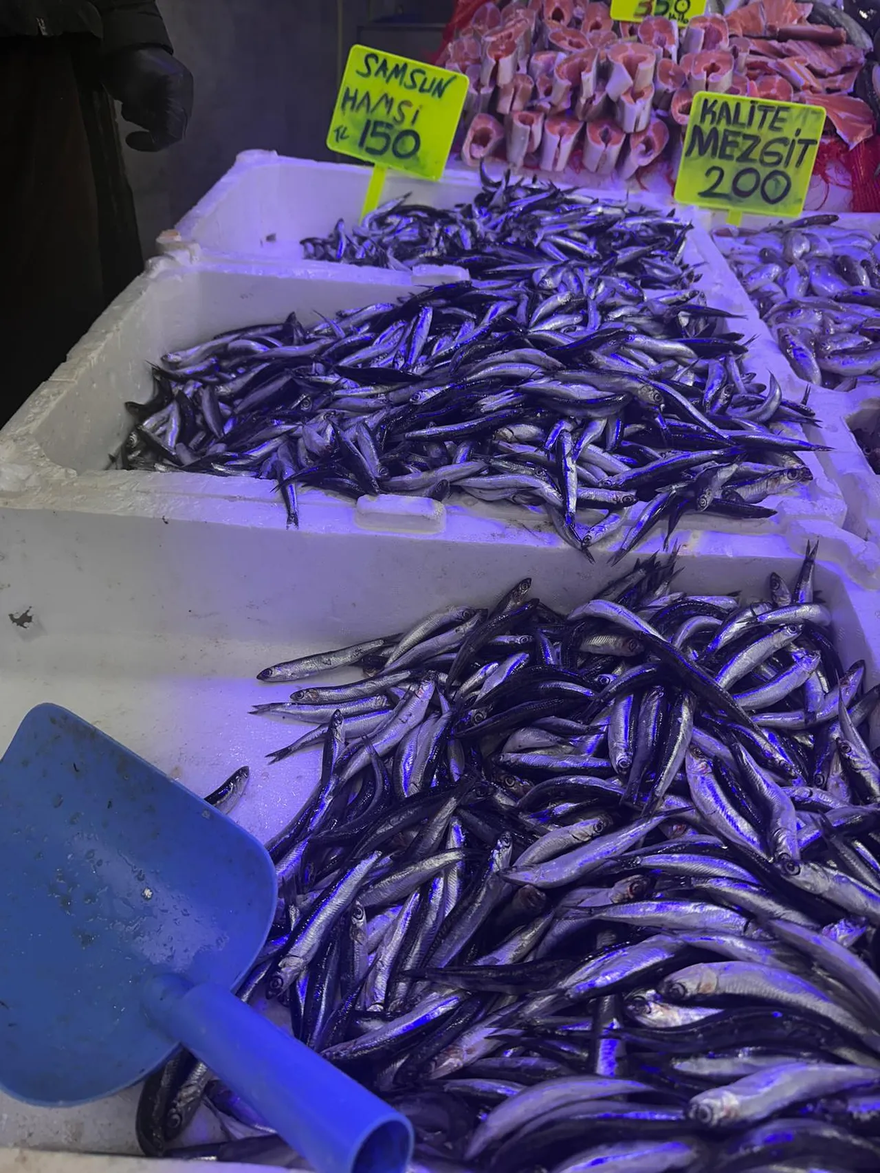 Samsunda balık bereketi: Hamsi 150 liradan tezgahlarda