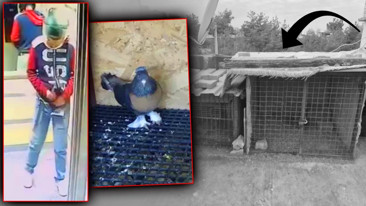 Böylesi görülmedi! Önce asansöre idrarını yaptı sonra damdaki kuşları çaldı