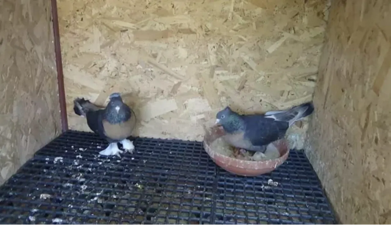 Böylesi görülmedi! Önce asansöre idrarını yaptı sonra damdaki kuşları çaldı