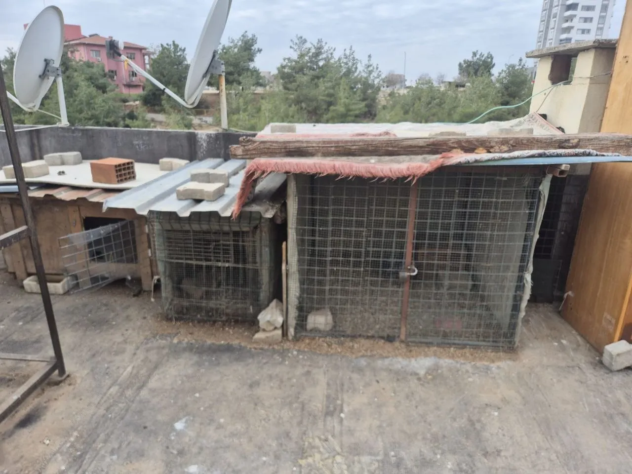 Böylesi görülmedi! Önce asansöre idrarını yaptı sonra damdaki kuşları çaldı