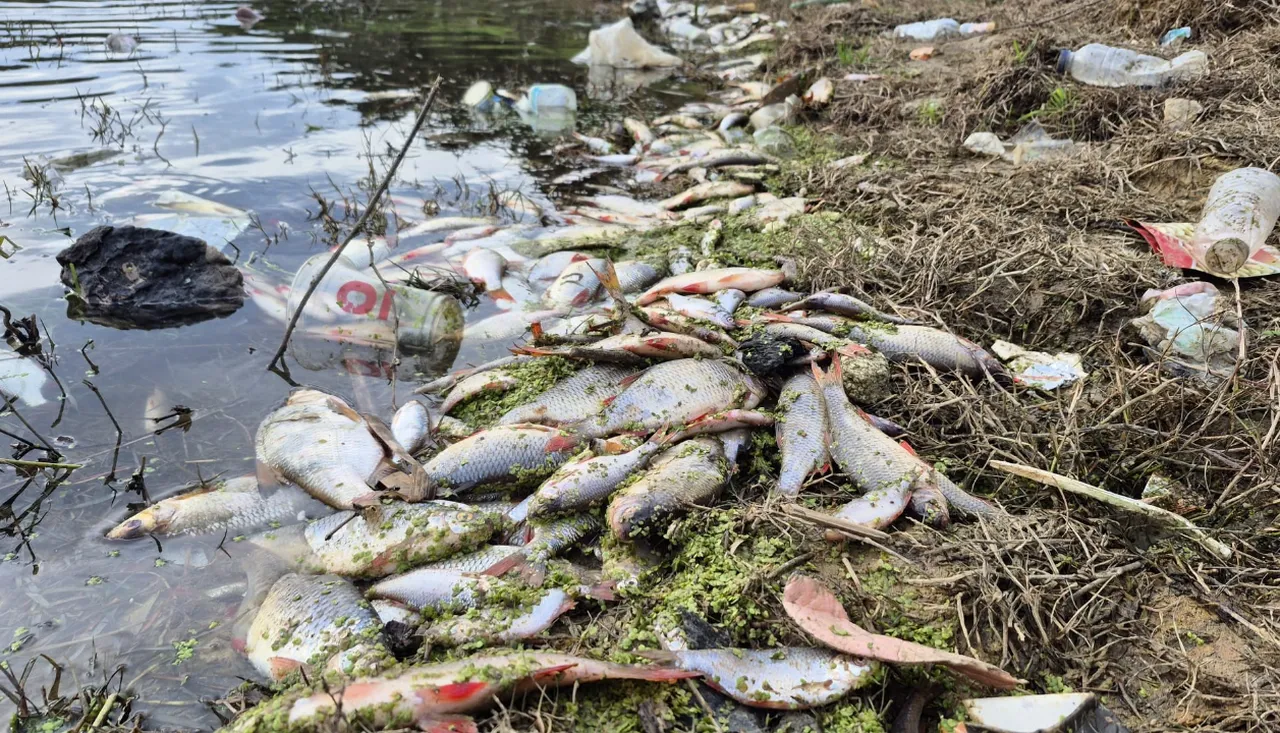 Burası İstanbul'un göbeği! Yosun patlaması oldu, çok sayıda balık telef oldu