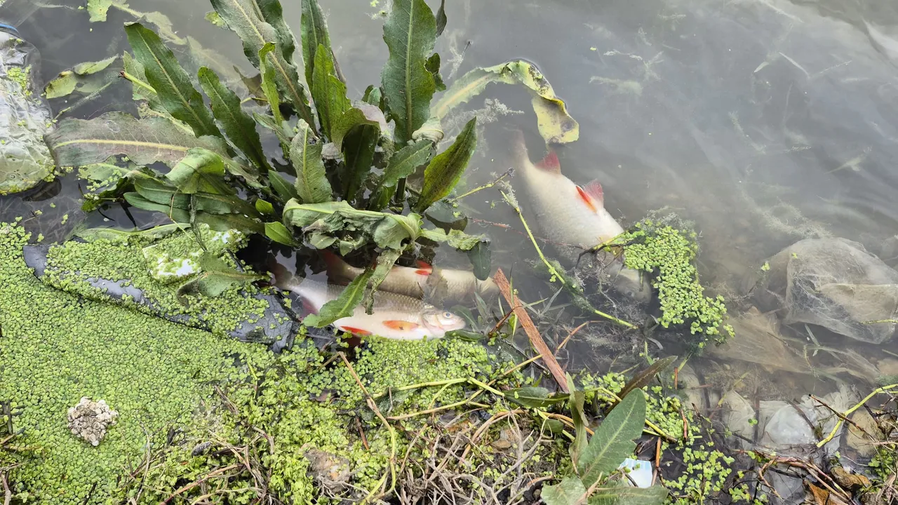 Burası İstanbulun göbeği! Yosun patlaması oldu, çok sayıda balık telef oldu