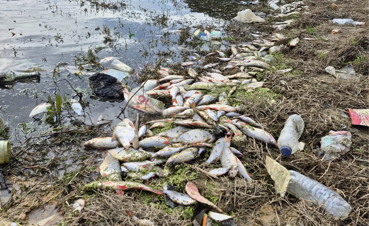 Burası İstanbulun göbeği! Yosun patlaması oldu, çok sayıda balık telef oldu