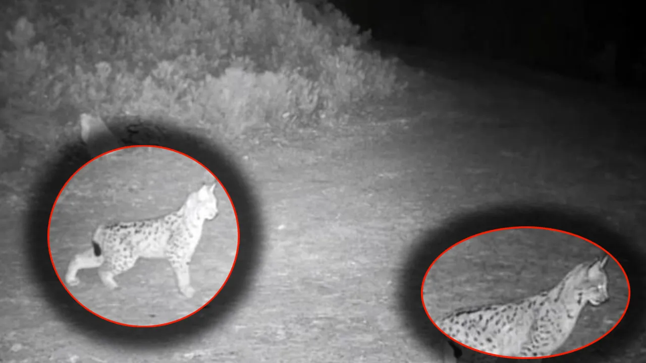 Çankırı'da "ormanın hayaleti" vaşak fotokapana yakalandı