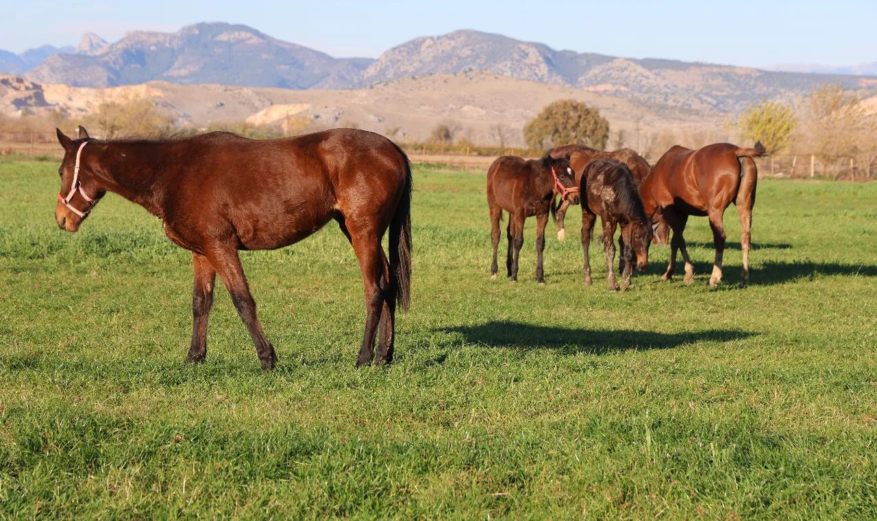 En ucuzu 1 milyon lira! Yarışlarda fırtına gibi esen atlar bu kentimizde yetişiyor