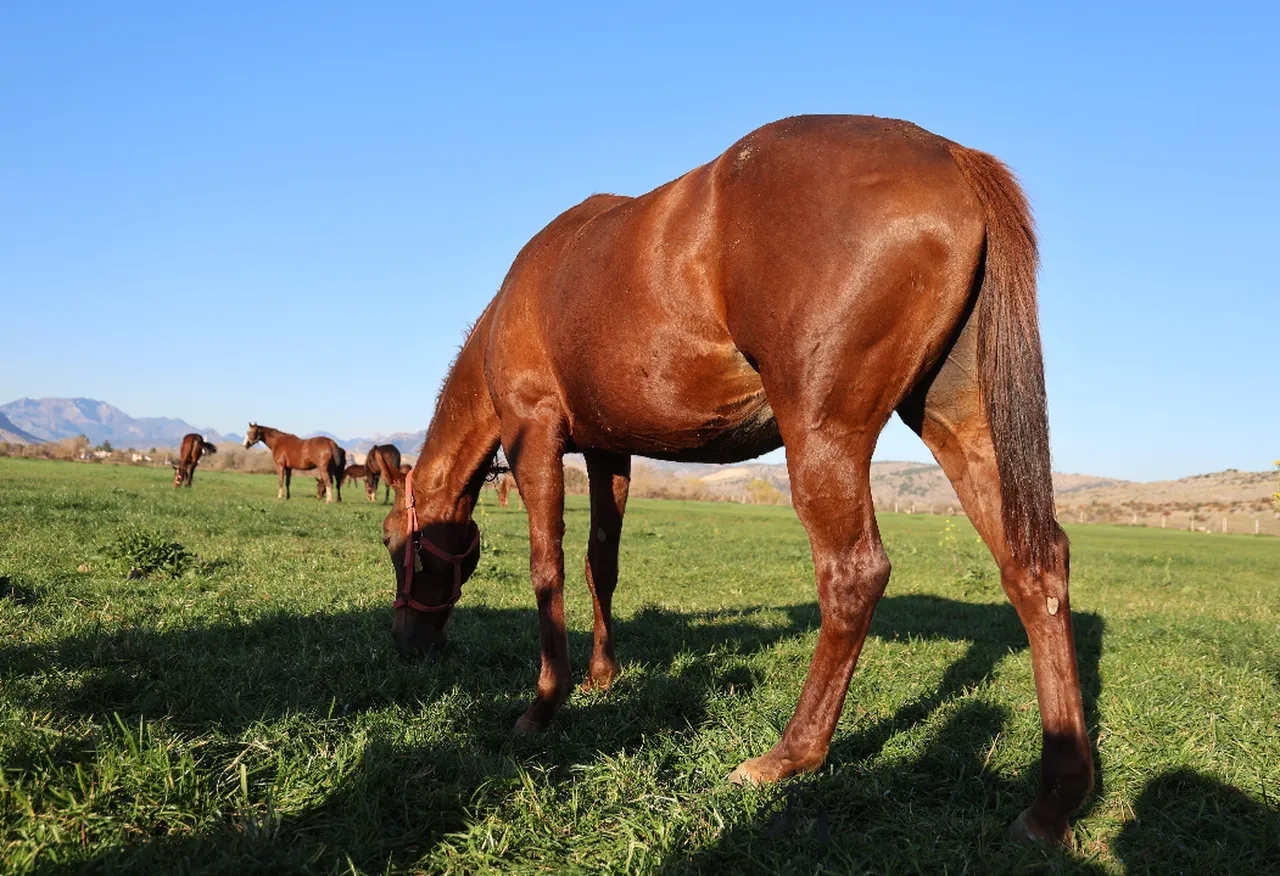 En ucuzu 1 milyon lira! Yarışlarda fırtına gibi esen atlar bu kentimizde yetişiyor