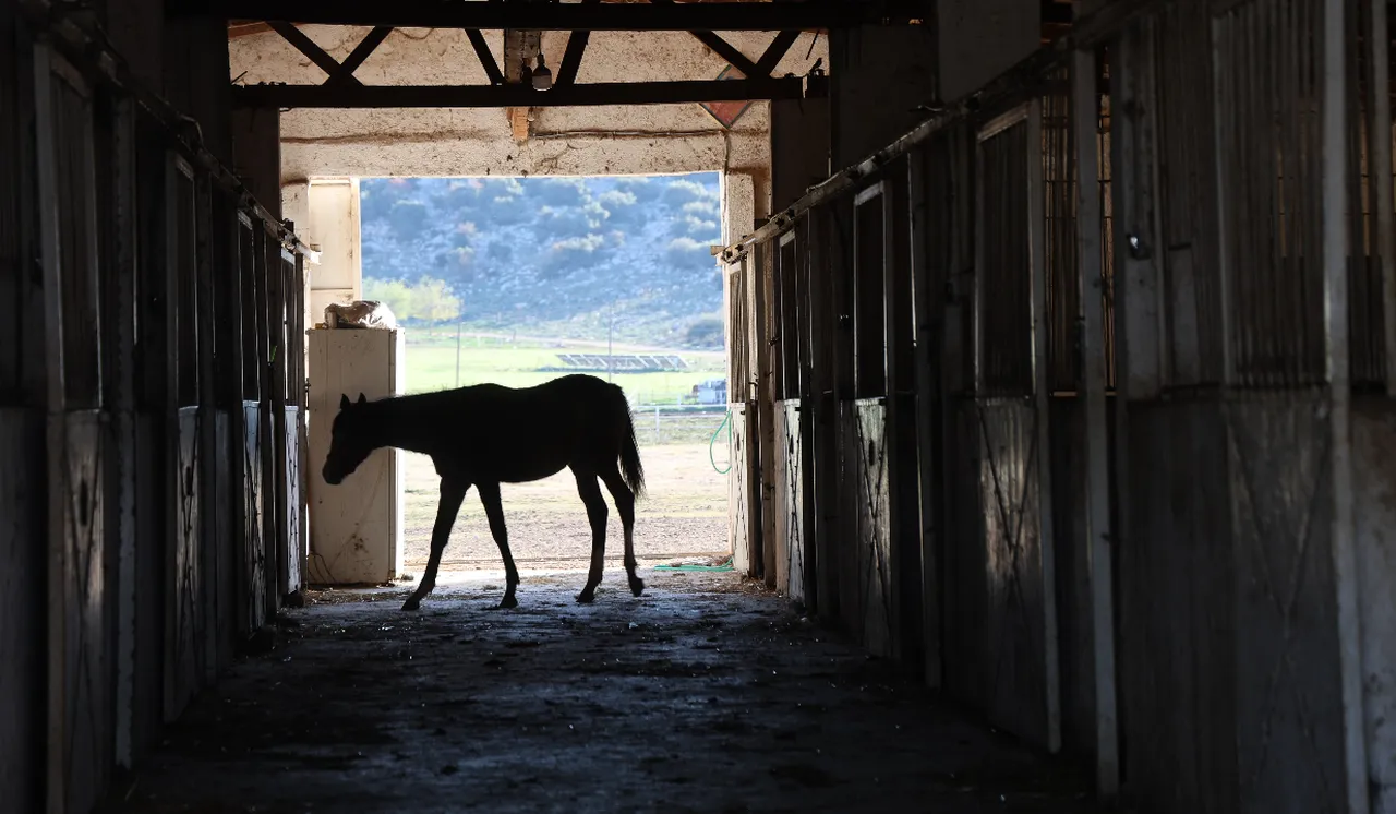 En ucuzu 1 milyon lira! Yarışlarda fırtına gibi esen atlar bu kentimizde yetişiyor