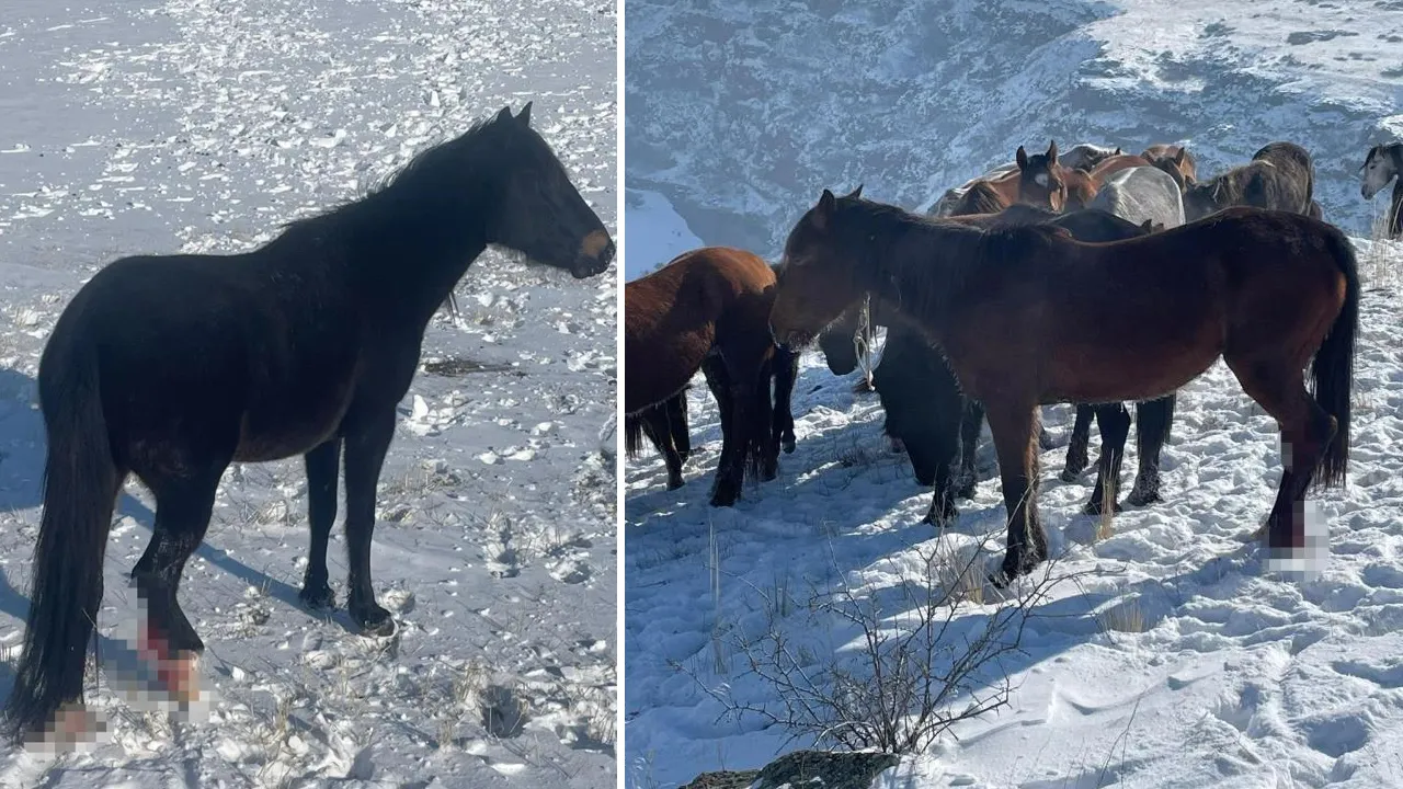 Kars'ta şok eden manzara! Hedef atlar oldu, 15'i de aynı halde bulundu 