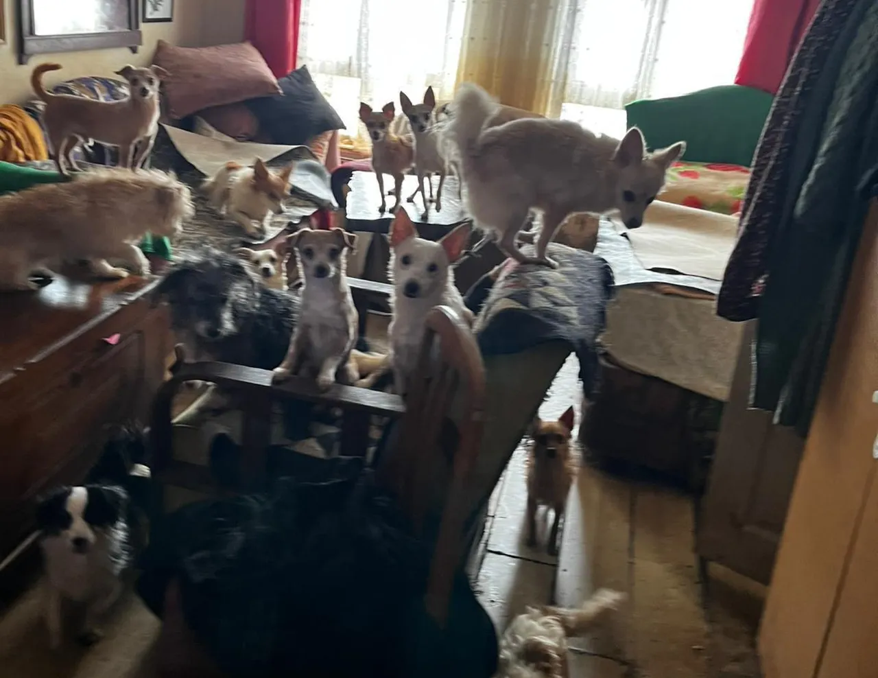 Komşular ihbar etti, gerçek ortaya çıktı! Tam 55 hayvan koruma altında