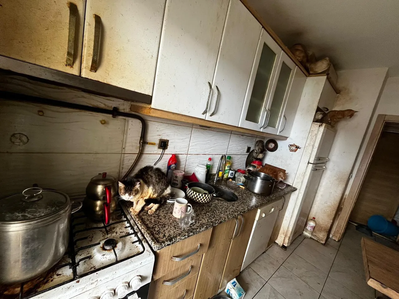 Komşular ihbar etti, gerçek ortaya çıktı! Tam 55 hayvan koruma altında