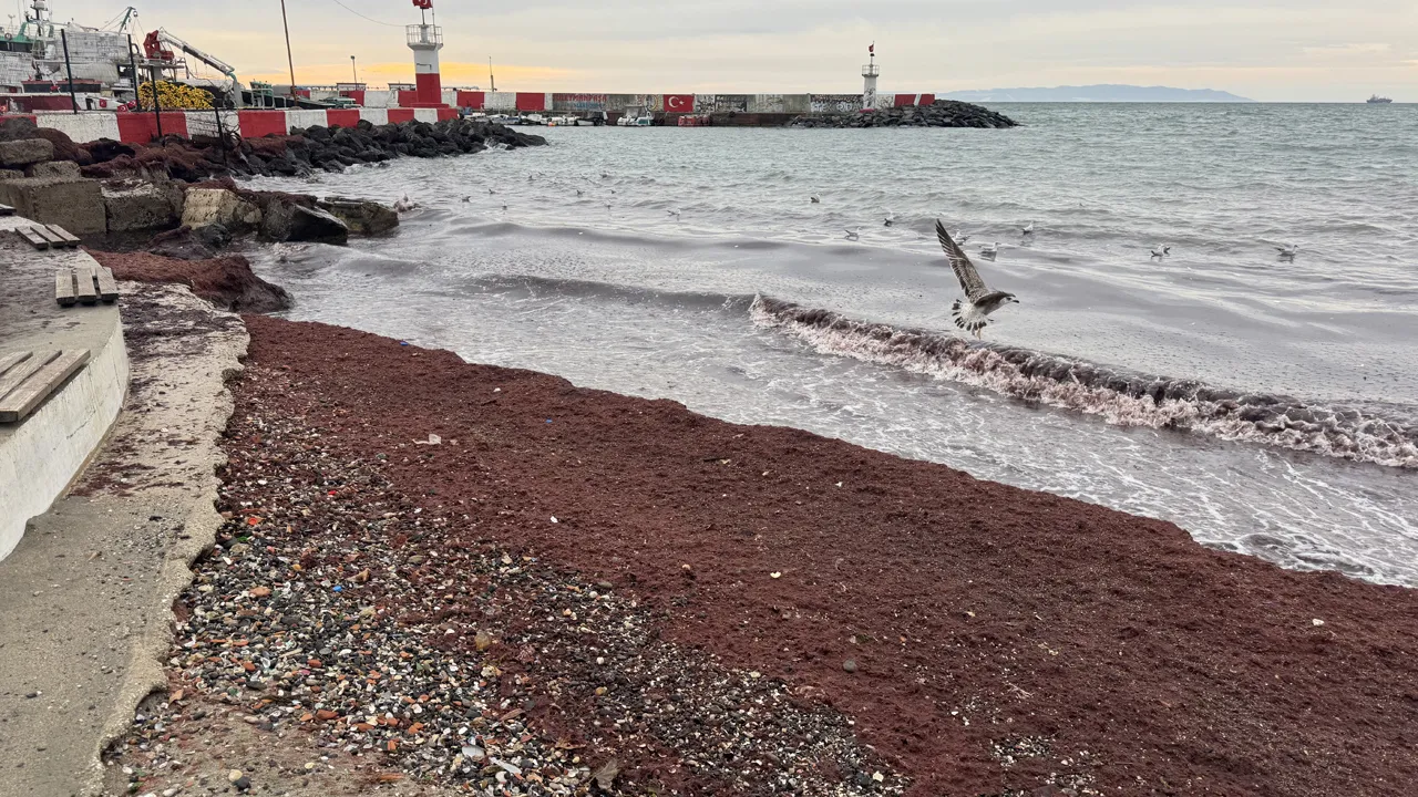 Tekirdağ'da korkutan manzara! Lodos sonrası ortaya çıktı, uzmanlardan açıklama var