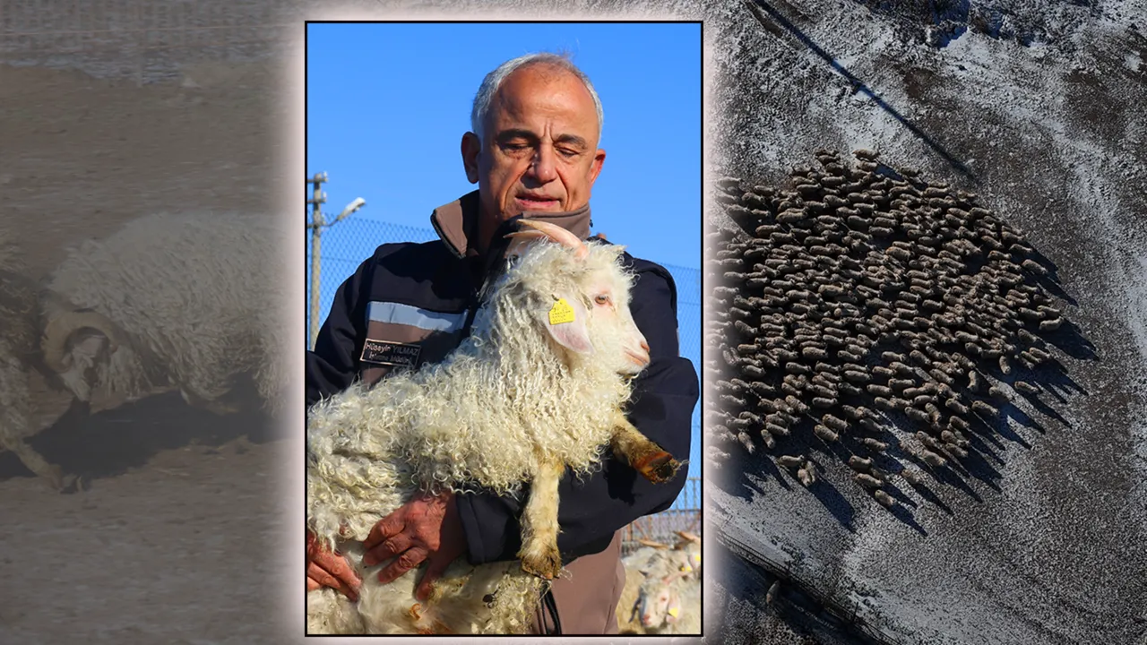 Türklerin Anadolu’daki en kıymetlisiydi! Nesli tükenmek üzere