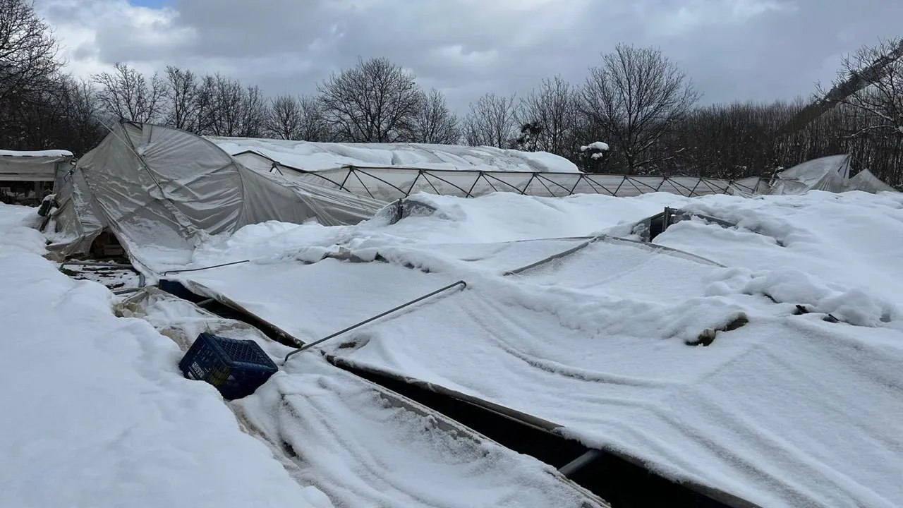 Yoğun kar, seraları yıktı: Zarar yüzbinlerce TL'yi geçti!