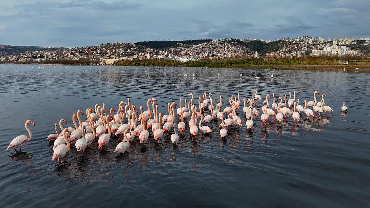 Yüzlerce var, hepsi pembe! Kocaeli'de sayısı yıldan yıla artıyor 