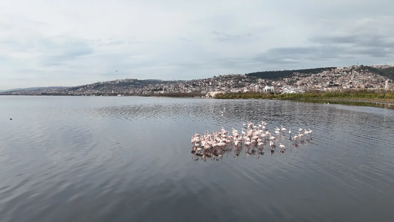 Yüzlerce var, hepsi pembe! Kocaelide sayısı yıldan yıla artıyor