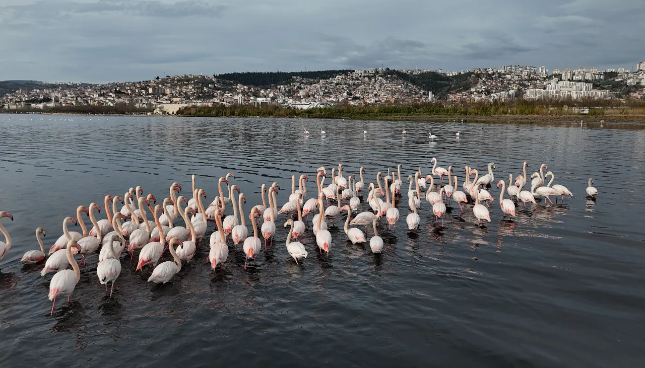 Yüzlerce var, hepsi pembe! Kocaelide sayısı yıldan yıla artıyor