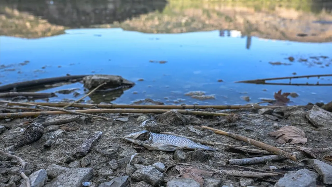İstanbul'da 'toplu balık ölümü' alarmı! Sebebi belli oldu 