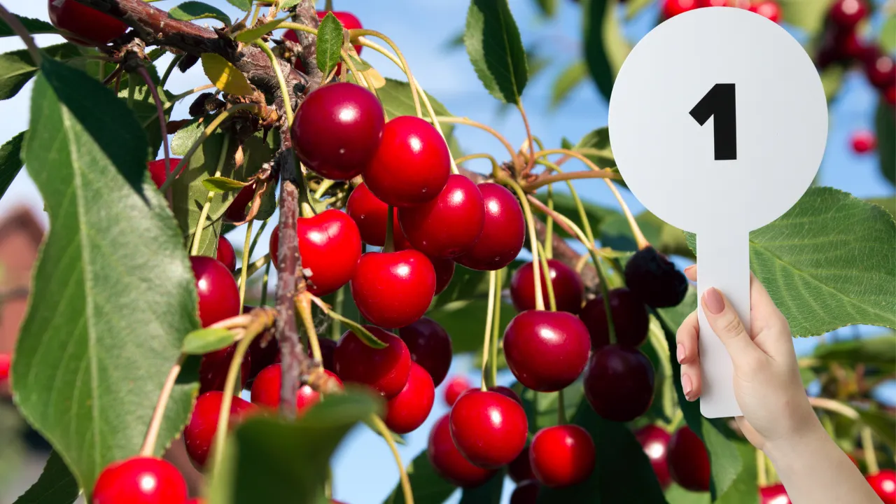 Japonya'da yılın ilk kirazı rekor fiyata alıcısıyla buluştu! Tanesi 5 bin liradan fazla 