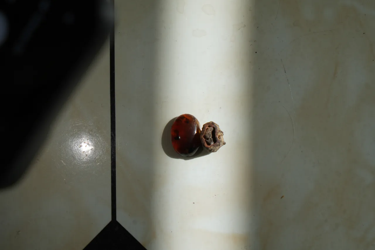 Taşın içinden çıktı, böylesi görülmedi! Kehribar ustasında milyonlarca yıllık keşif 