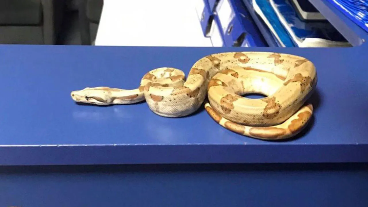 İzmir'de bir garip olay: Beslenmesi yasak olan Mısır yılanı ile sokakta gezerken yakalandı