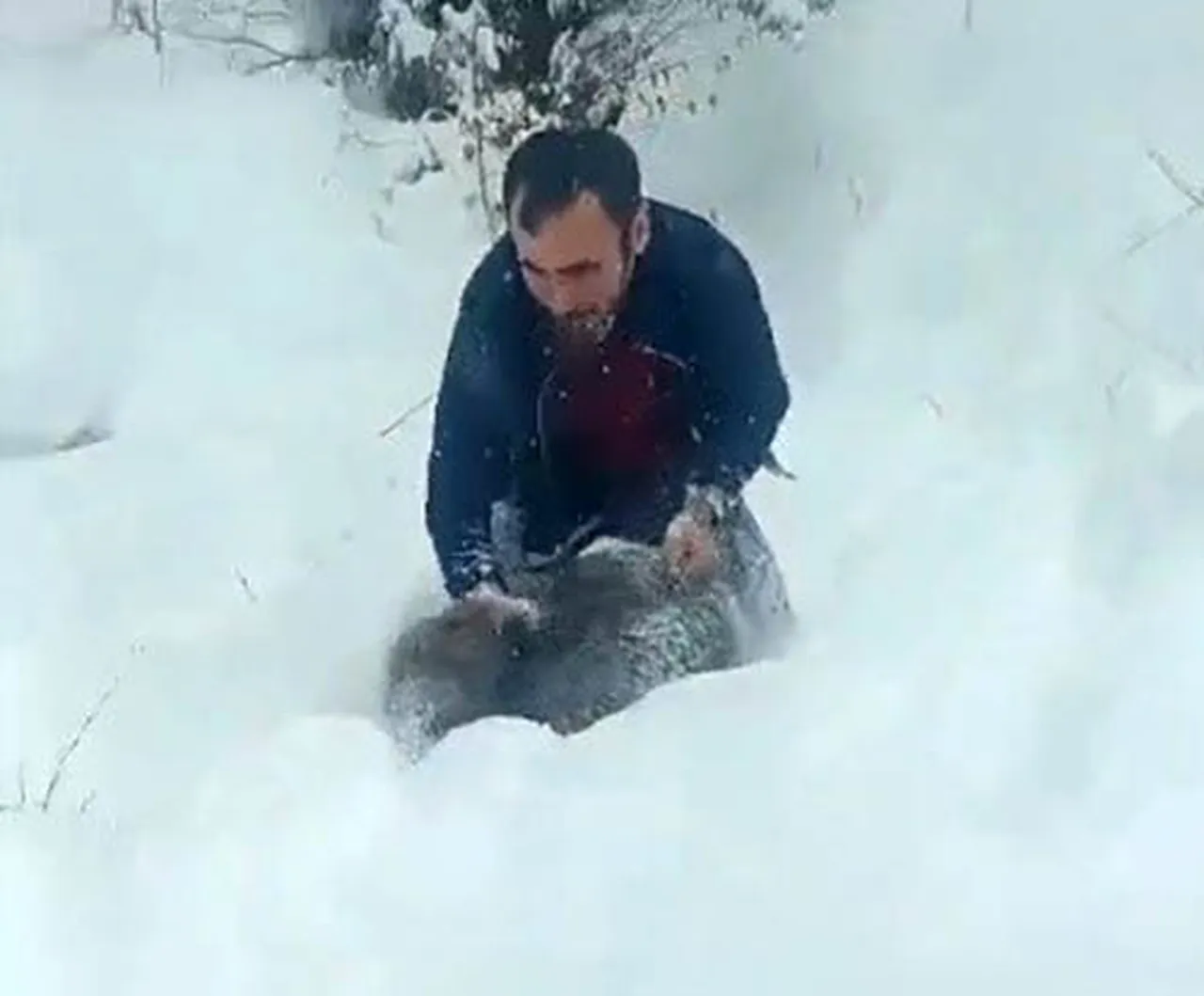 Kar kalınlığının 1 metreyi aştığı kentte şoke eden olay! Domuzu elleriyle yakaladı