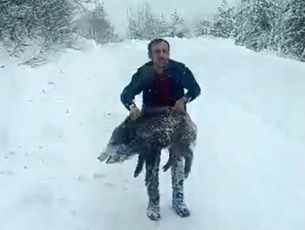 Kar kalınlığının 1 metreyi aştığı kentte şoke eden olay! Domuzu elleriyle yakaladı