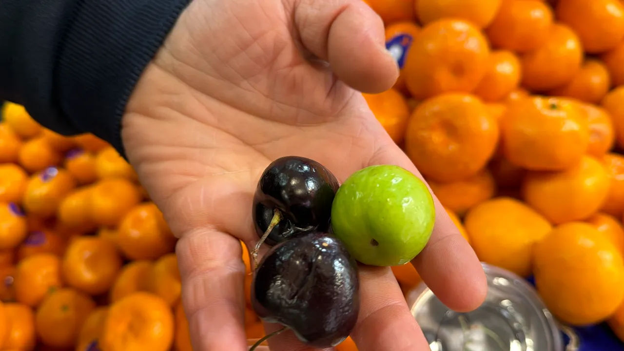 Singapurdan Düzceye sadece onlar için getiriyor! Tanesi 250 lira...