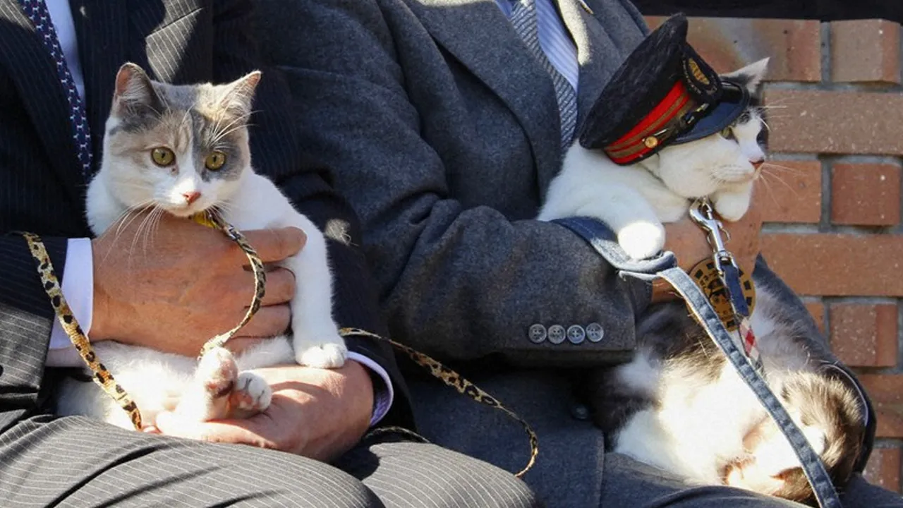 Törenle göreve başladı! Japonya’da istasyonun yeni patronu kedi