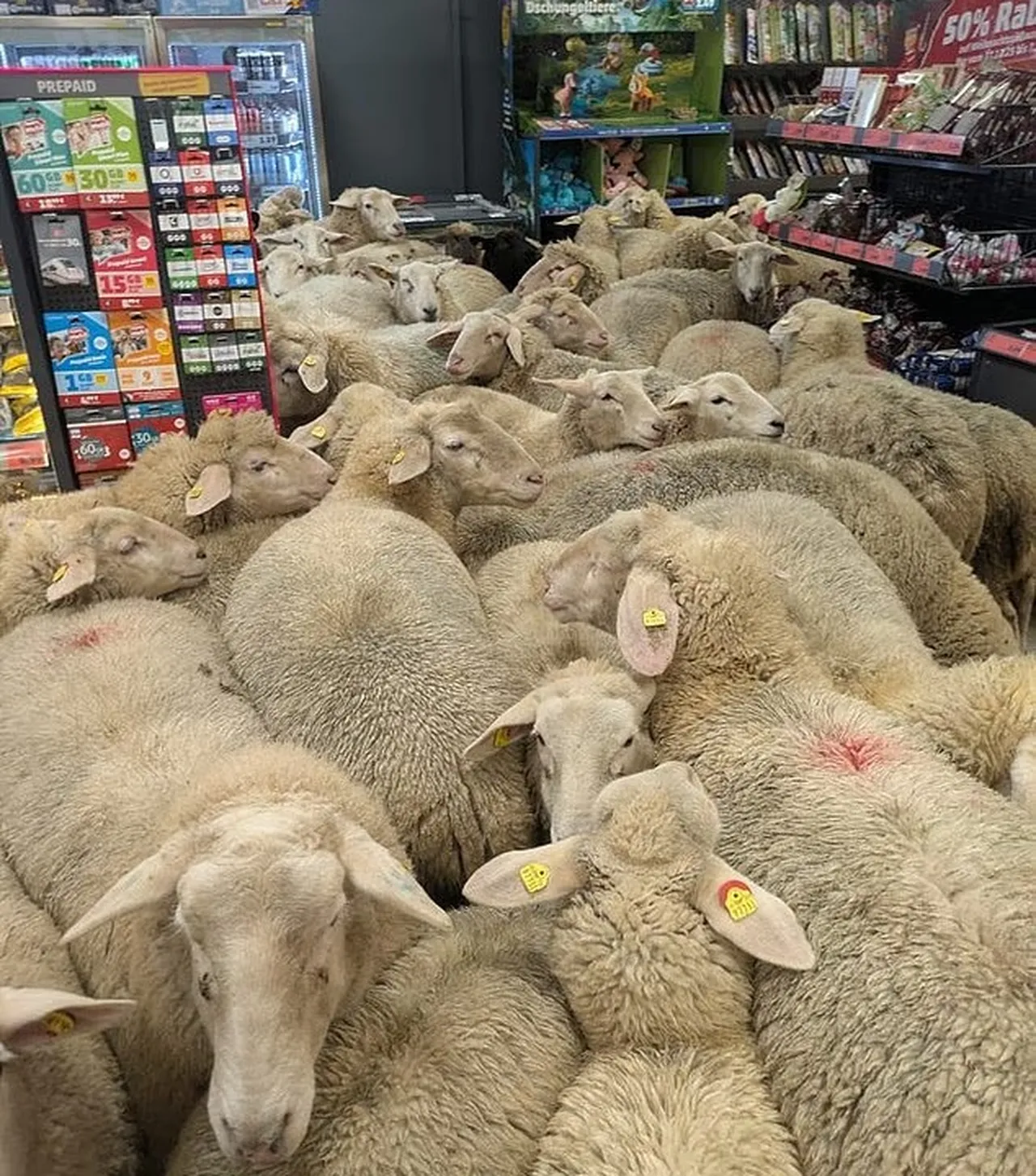 50 koyun marketin içine daldı!