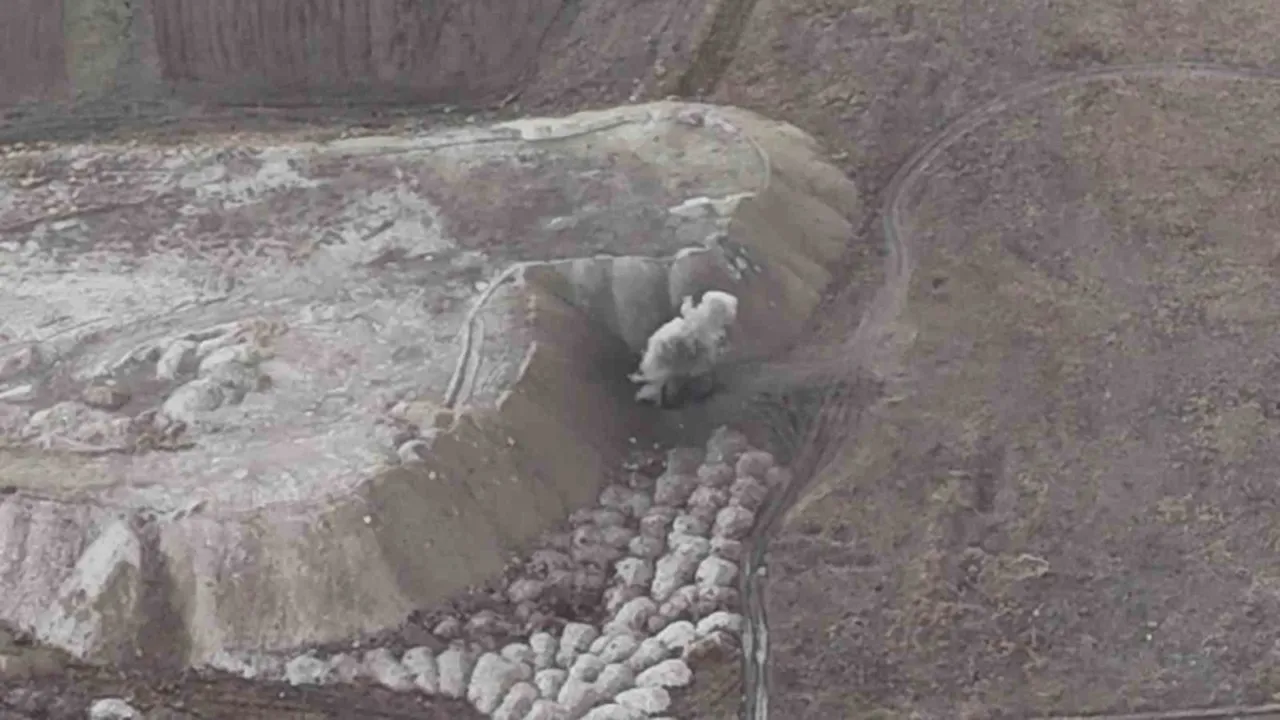 Erzurum’da bulunmuştu! Vali Çiftçi açıkladı: 1100ü imha edilmişti, 1600 tane var