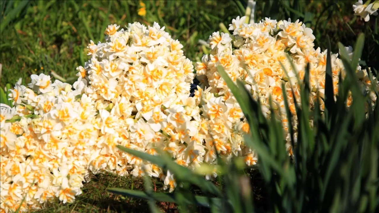 Karaburun Nergis Festivali nerede, ne zaman düzenlenecek? Etkinlik takvimi merak ediliyor