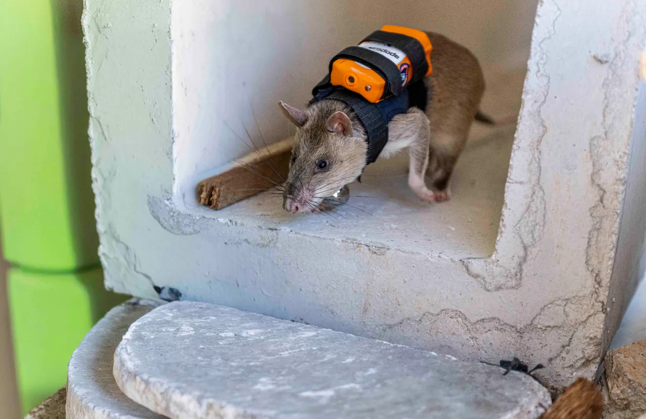  Türkiye'de bir ilk! Arama kurtarmada yeni dönem: İşte enkazın ‘gizli’ gözü