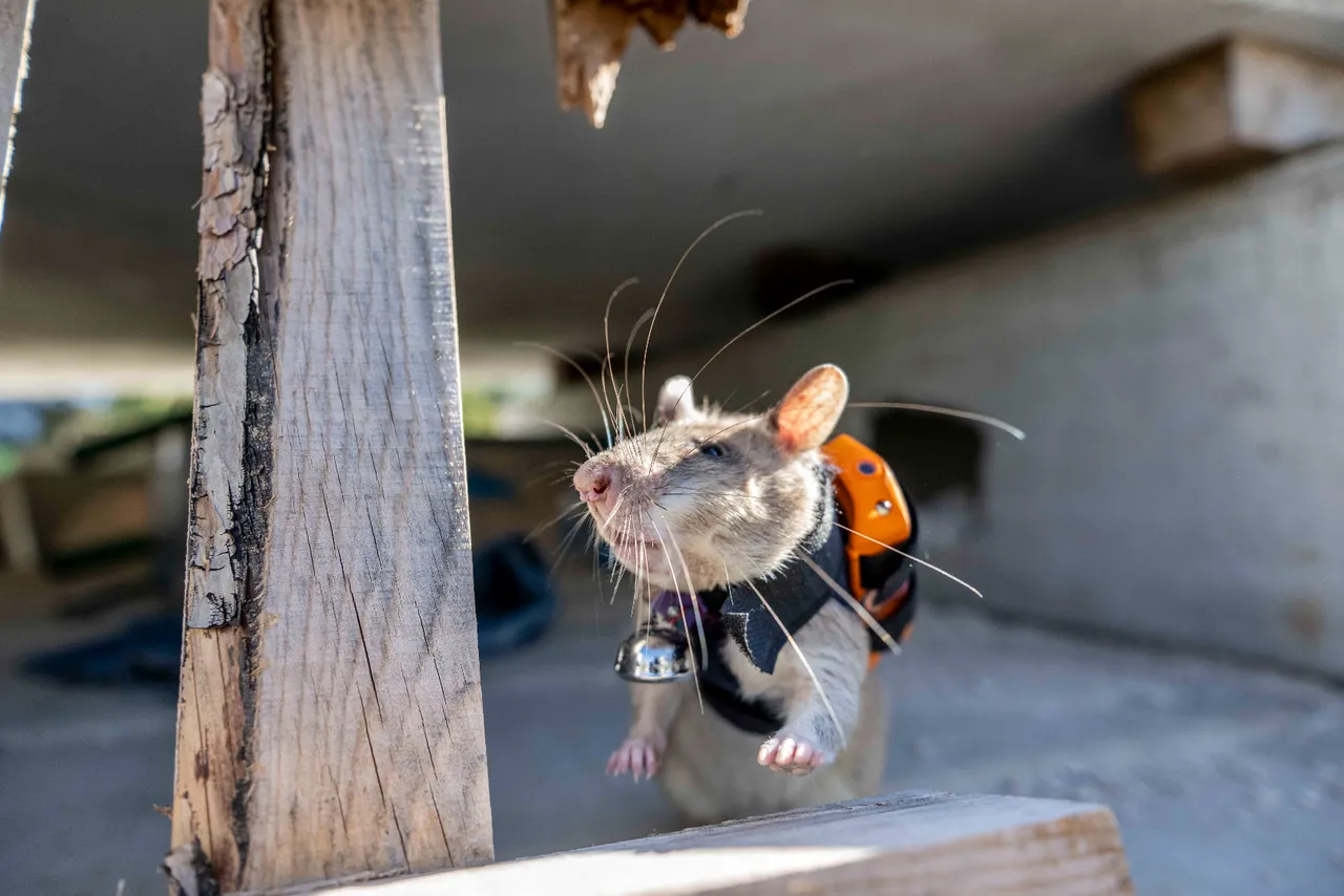  Türkiye'de bir ilk! Arama kurtarmada yeni dönem: İşte enkazın ‘gizli’ gözü