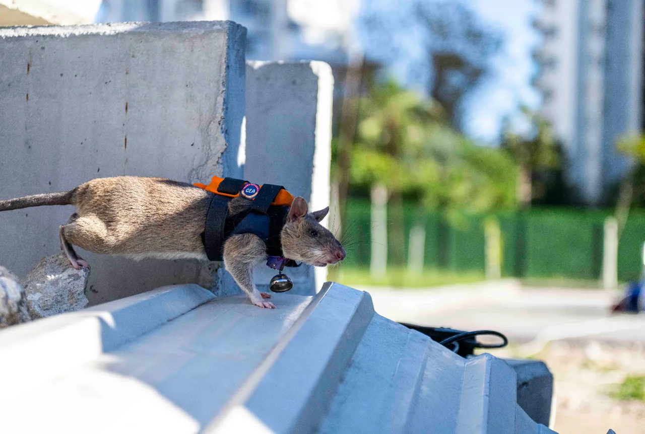  Türkiye'de bir ilk! Arama kurtarmada yeni dönem: İşte enkazın ‘gizli’ gözü