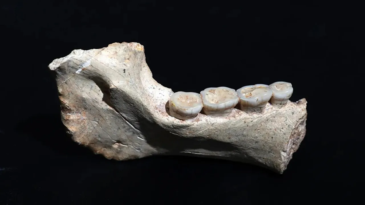 Tüyler ürperten keşif! Kazablanka'da 773 bin yıl öncesine ait insan fosilleri bulundu