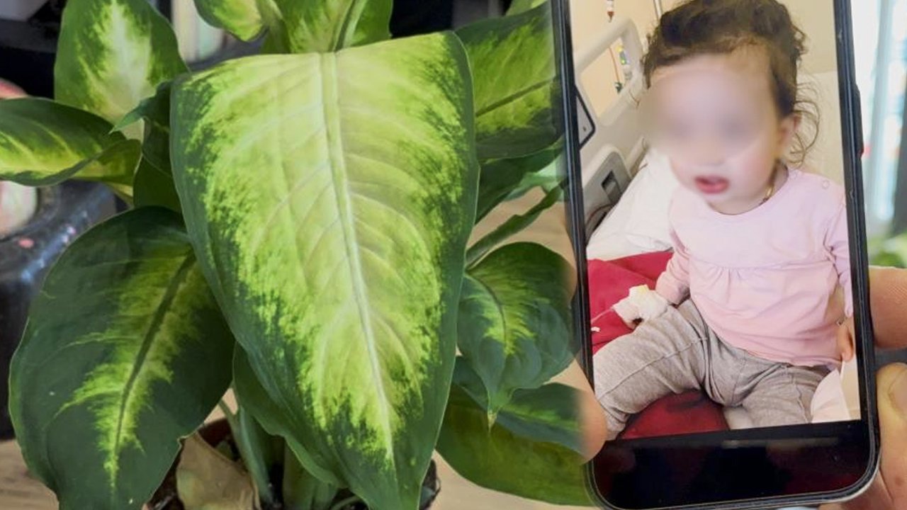 Evdeki bitki az kalsın canından ediyordu! 2 yaşındaki çocuk yoğun bakımda