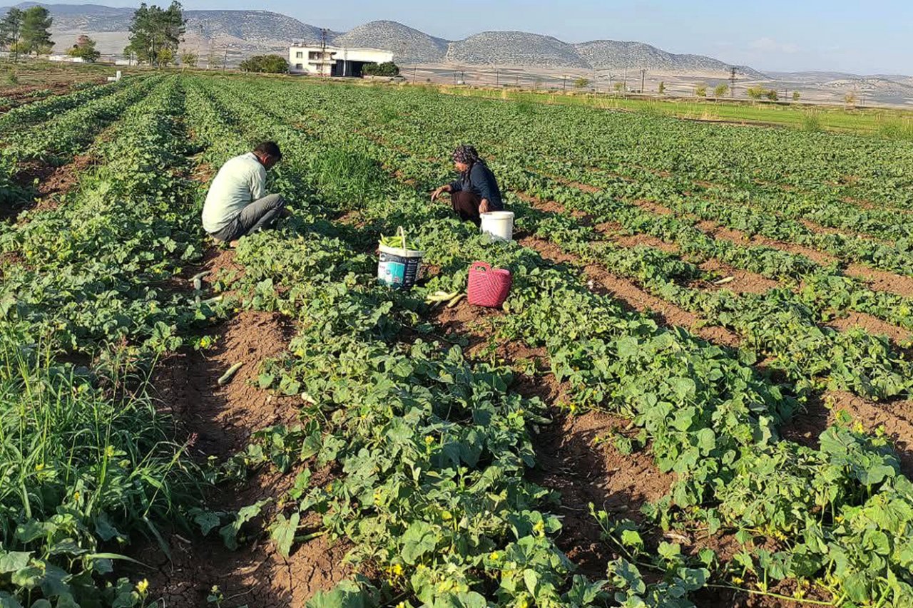 Gaziantepte acur hasadı başladı! Tarlada kilosu 30 TL