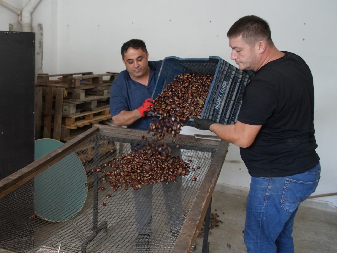 Hasat mesaisi başladı: Ormandan bedava toplanıyor! Kilosunu 350 liraya satıyorlar