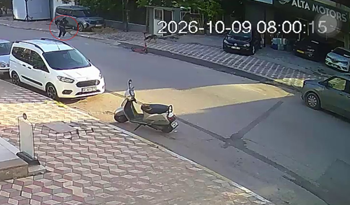 Hatay'da başıboş köpekler okula giden çocuğa saldırdı