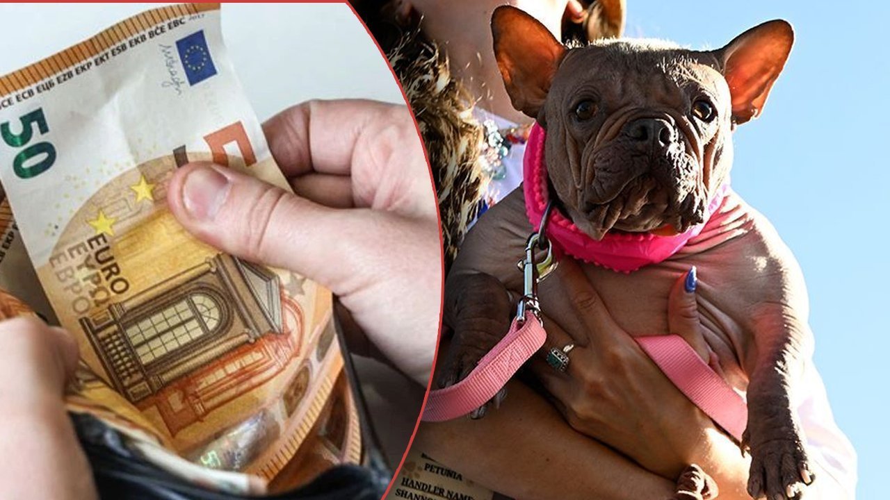 Almanya köpek vergisi ile milyonlarca euro gelir elde etti