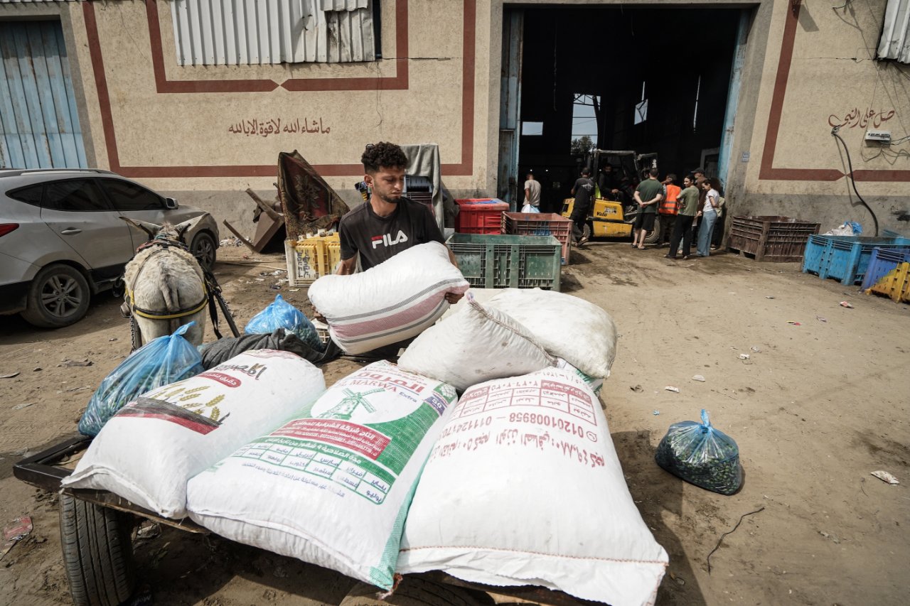 Dünyanın en kaliteli zeytinyağı... Gazze'de yüz güldüren hasat başladı