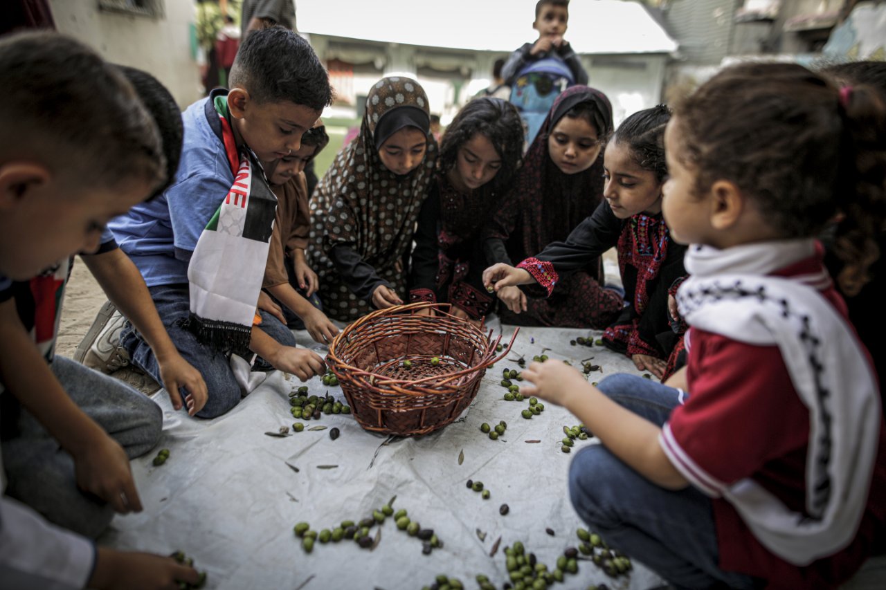 Dünyanın en kaliteli zeytinyağı... Gazze'de yüz güldüren hasat başladı